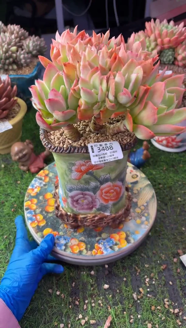 昆明印象多肉3488