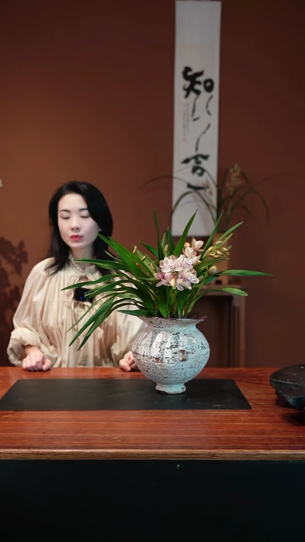 无花朵阿诗玛盆景盆景盆景