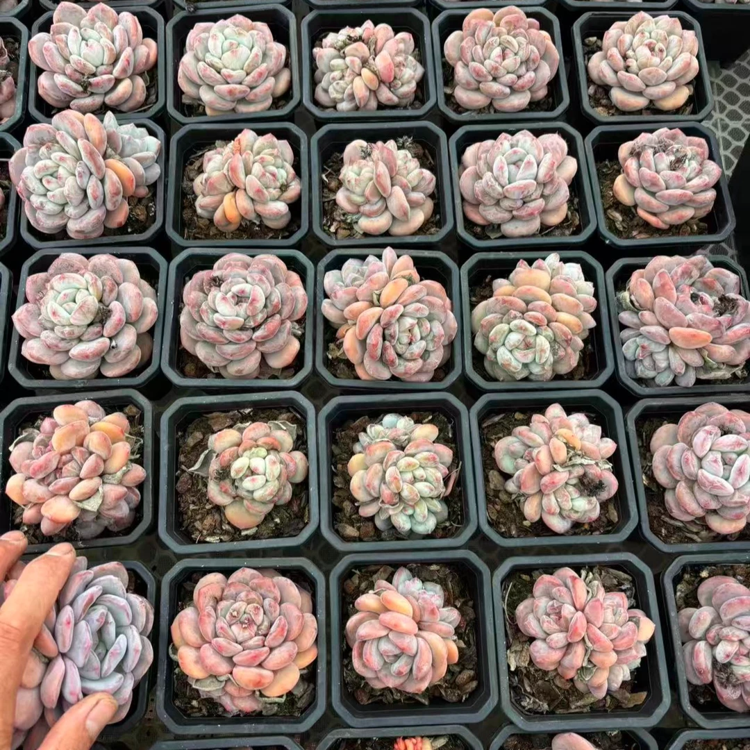 植迷园艺多肉植物10月30日半夏捡漏