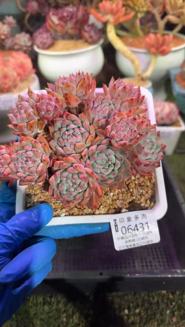 【闪购商品】06431