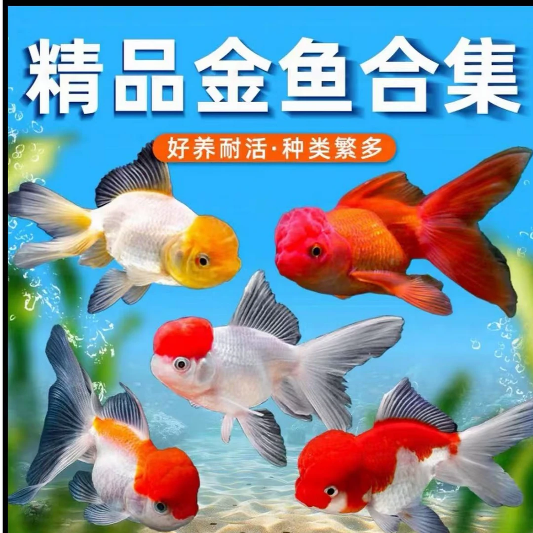 好养耐活观赏金鱼鸿运当头鹤顶红狮子头鱼苗淡水冷水鱼