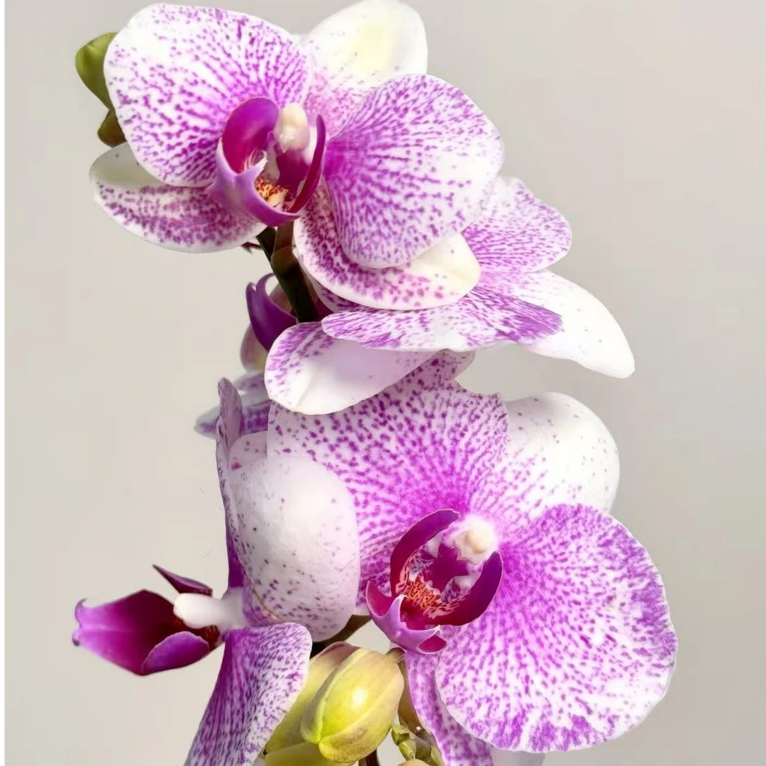 蝴蝶兰 丽莎 带花带花苞