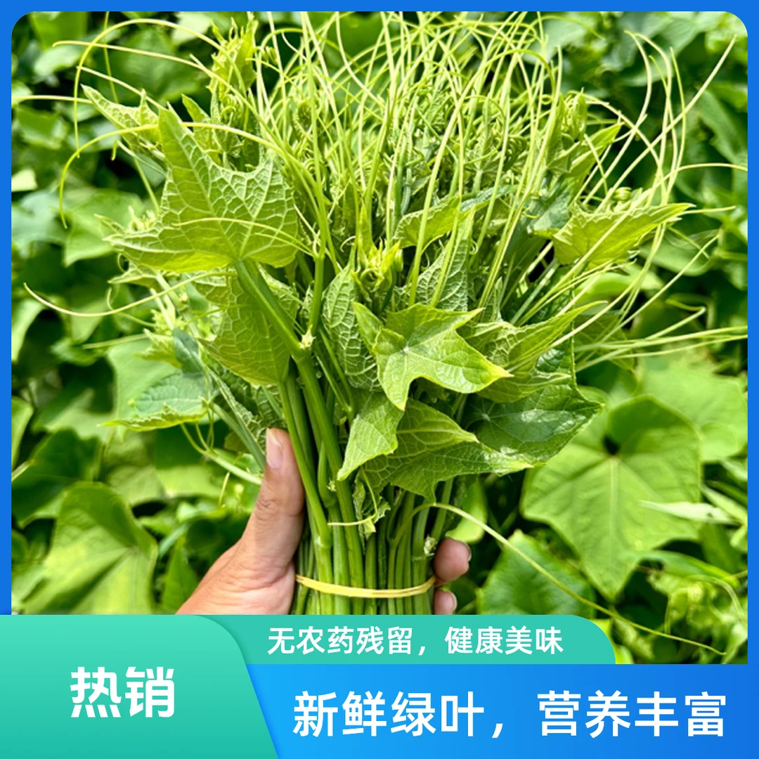 【顺丰生鲜】贵州新鲜佛手瓜尖龙须菜营养时令蔬菜现摘农家自种