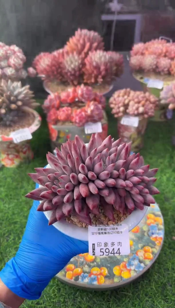 昆明印象多肉5944