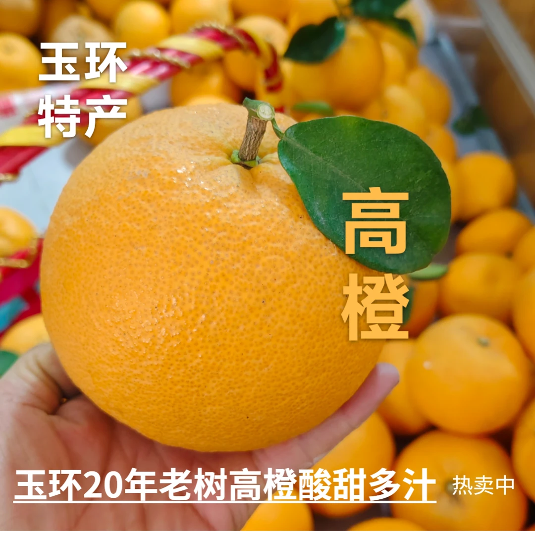 玉环原产地直销现摘新鲜采摘酸甜温岭高橙玉环广柑精品大果礼盒