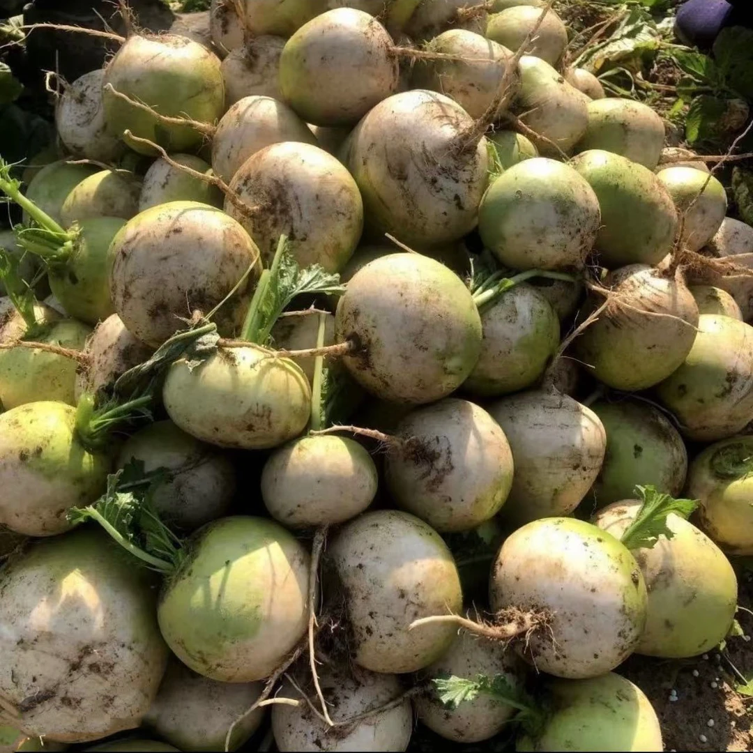 湖北广水半头青萝卜现摘先发