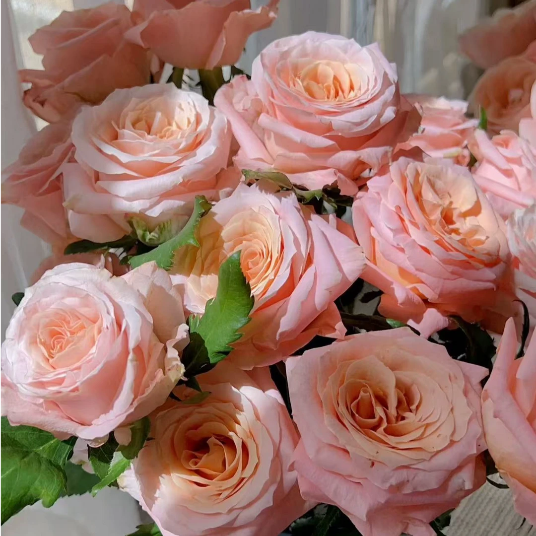 【香樟坊甄选】微光玫瑰  店内现货 包邮