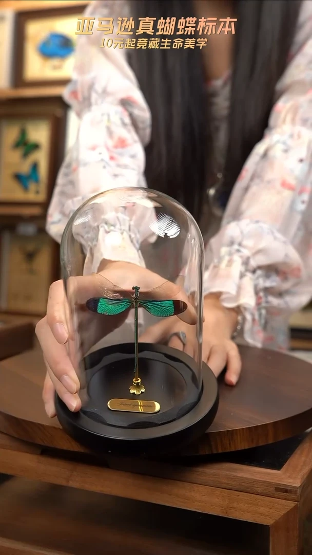 华艳色蟌小号玻璃罩
