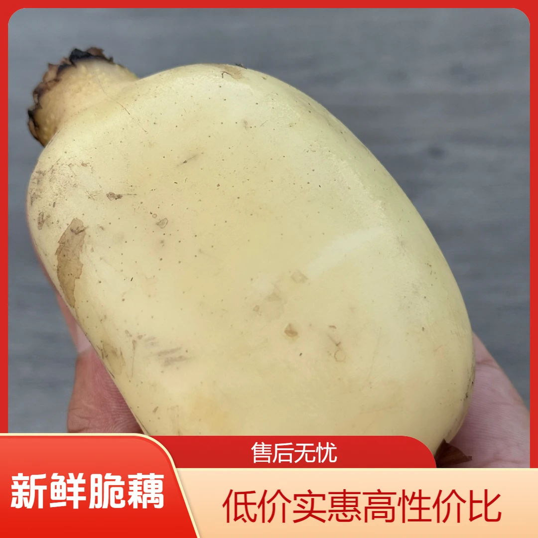 新鲜现挖多池田产地莲藕清甜爽口可清炒凉拌煮火锅煲汤