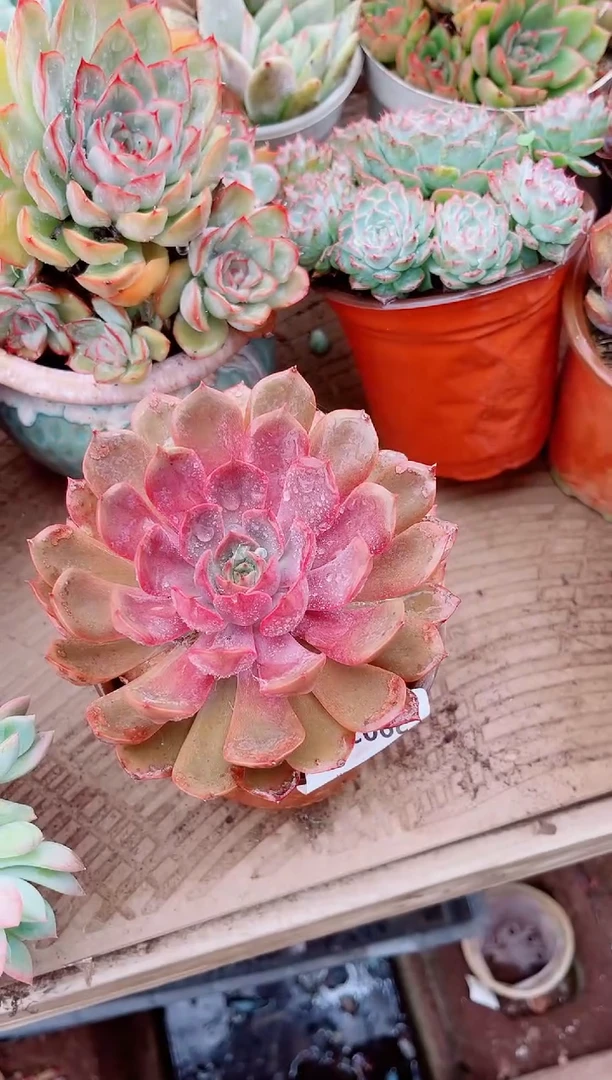 冰*29025多肉植物一物一拍