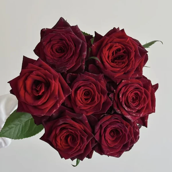 【秦小胖】黑巴克单头玫瑰（注意：特殊花材，收到带包装醒花)