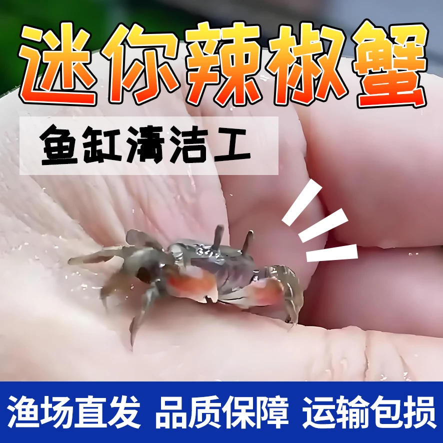 迷你辣椒蟹 观赏蟹宠物蟹淡水深水可养豆豆蟹水族用品 清洁