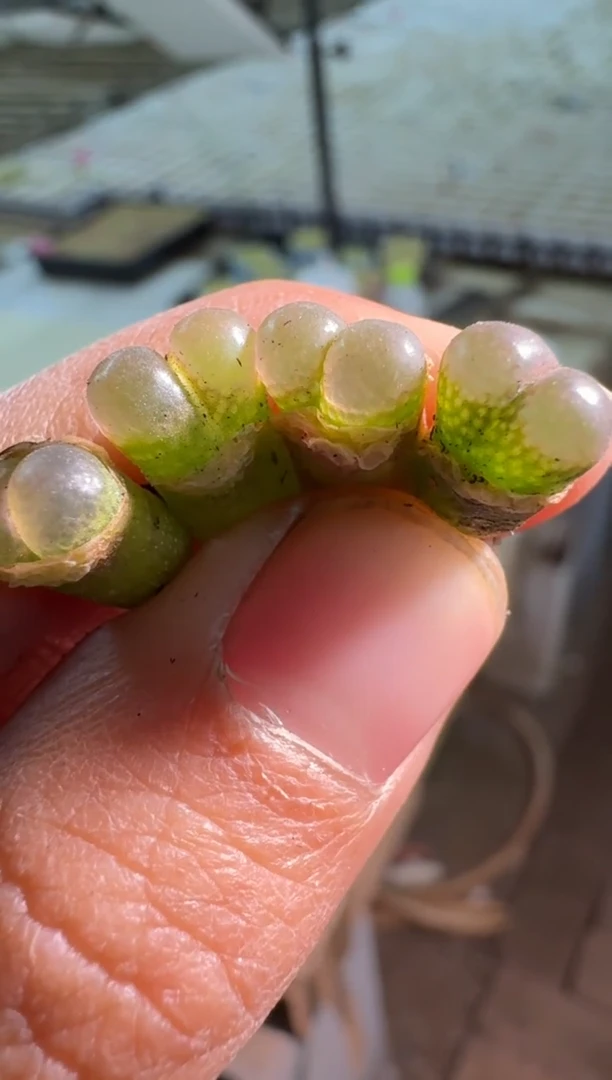 【闪购商品】15-105粉眼豆豆一颗