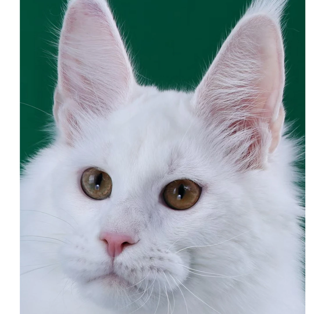 来了姊妹-纯白缅因猫 弟弟 41