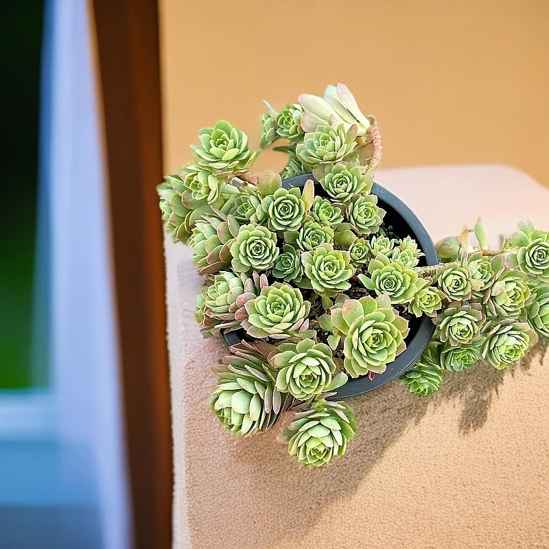 ［绿蔷薇］飘枝脱土发 （满15包邮）佳佳乐多肉