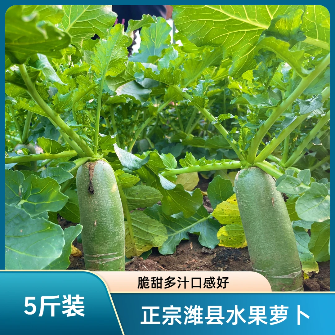 5斤装山东潍坊水果萝卜生吃萝卜【净重5斤左右】