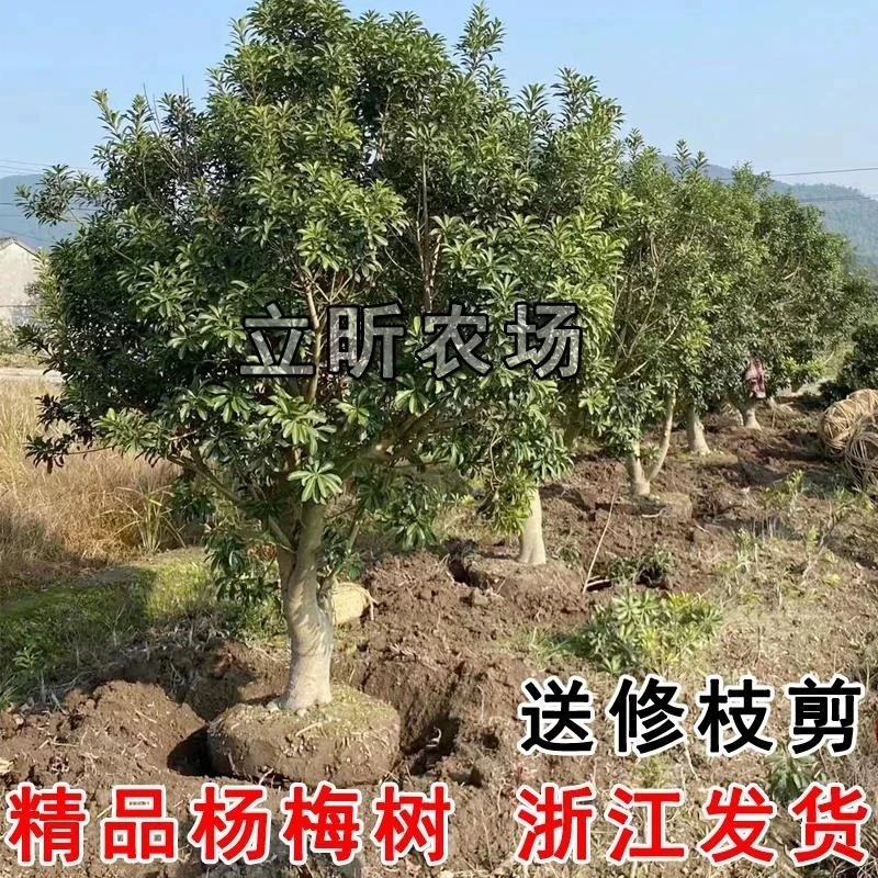 浙江东魁杨梅树大树苗当年结果嫁接带土黑炭特大果树果苗庭院种植