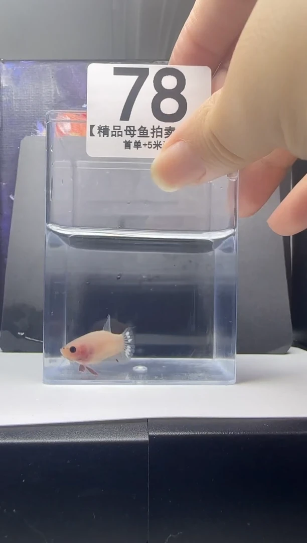 斗鱼母鱼编号：78