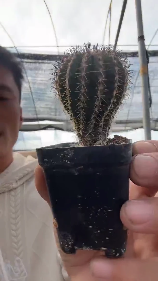 实生尤博球有瑕疵无售后15.99