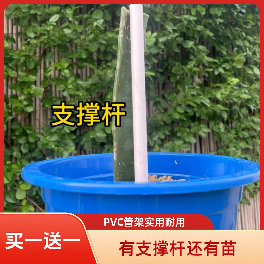 火龙果支架PVC管组合花架耐老化不烫伤苗盆栽种植架子落地适用