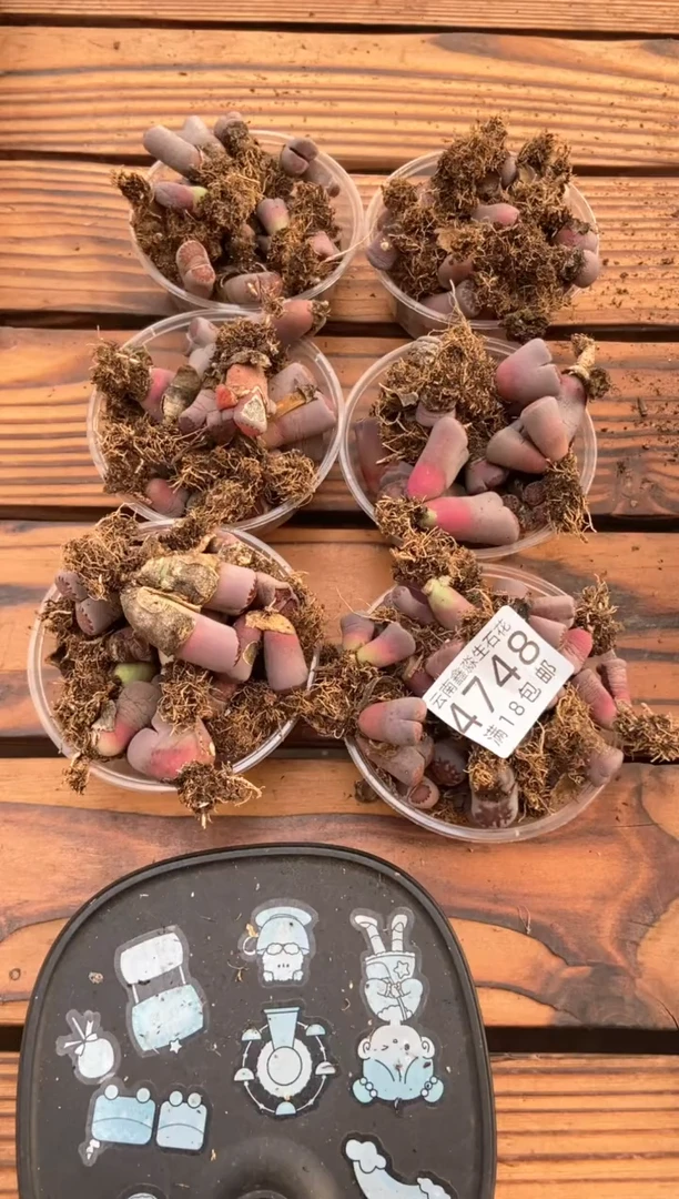 4748特价紫色有疤瑕疵长腿发货1盒量拍