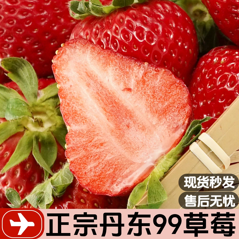 正宗丹东九九草莓产地直发新鲜牛奶丹东大草莓