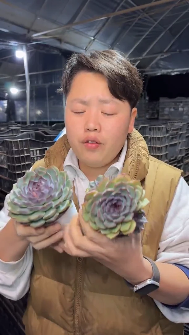 蓝色妖姬一单一多带盆土4.88