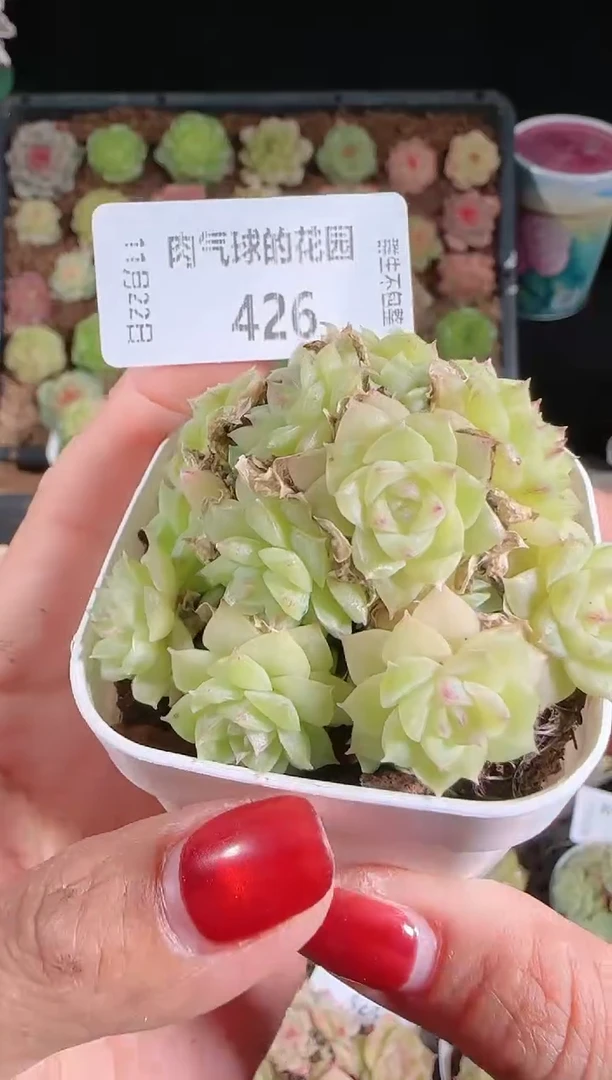 1122-426群生不包整