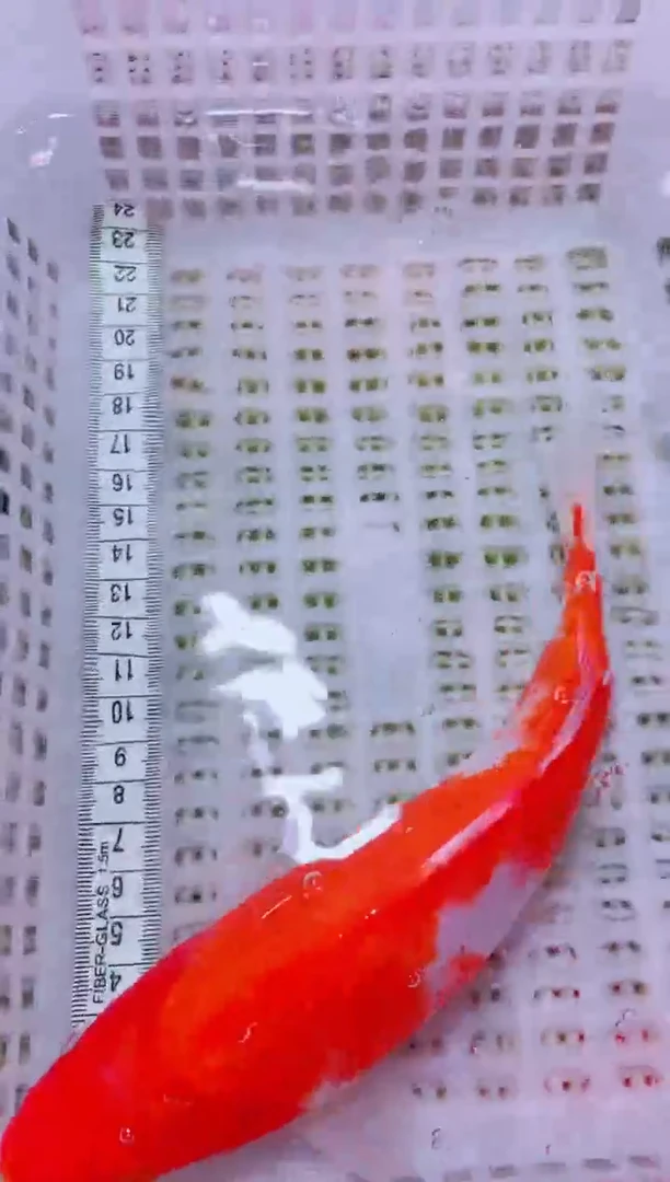 锦鲤血统锦鲤全场包邮75