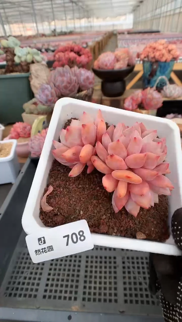 【闪购商品】708雪天使一物一拍