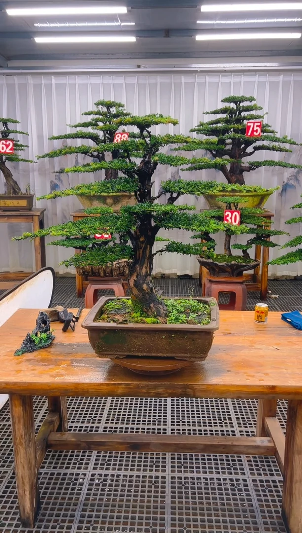 无花朵彦*精品盆景直播间一物一拍