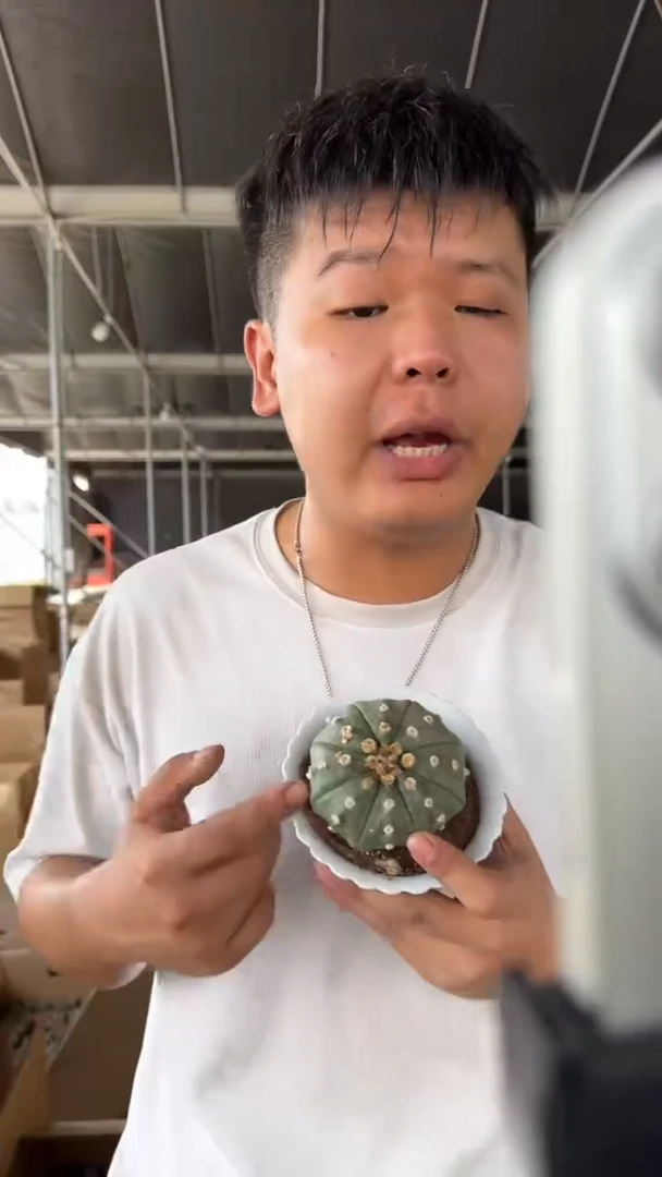 6-8cm 星兜 实生根