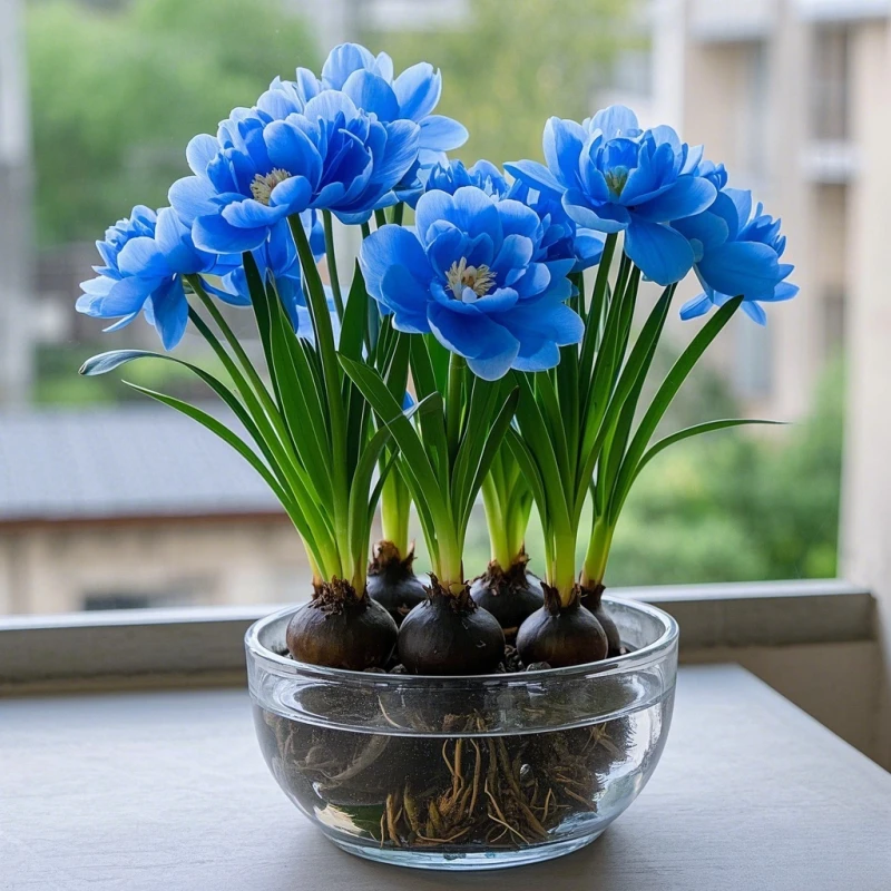 香水兰花种球重瓣浓香大花型新手好养盆栽室外室内耐寒热花卉绿植