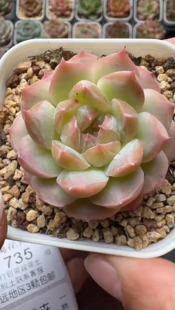 734带盆土发 当场拍3颗以上包柚 多肉植物 一物一拍