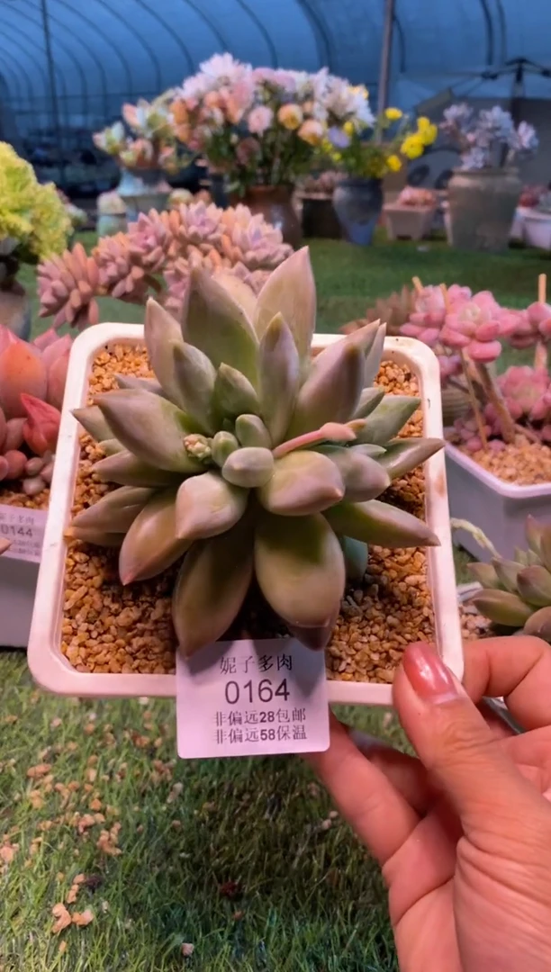 0164aa（满28包邮发货）