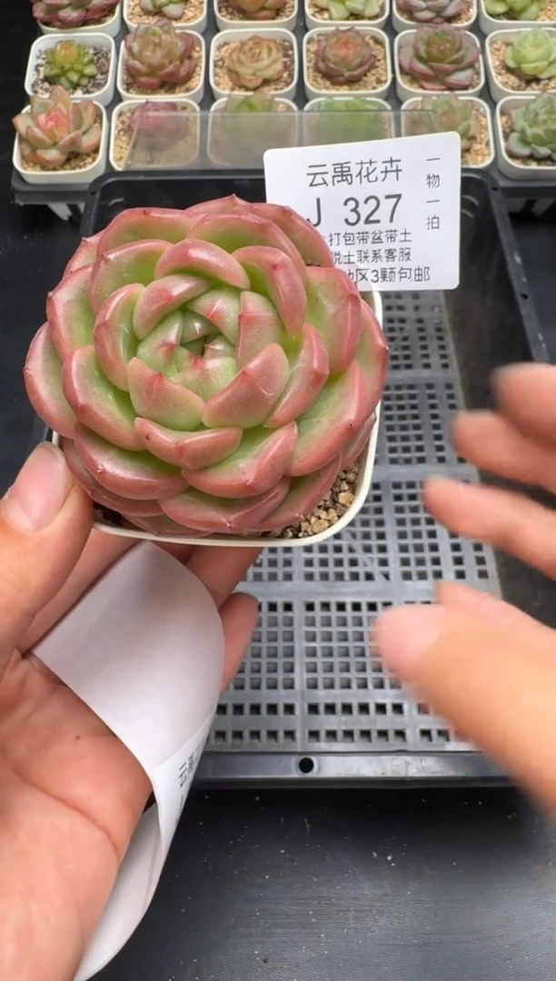 327J云禹多肉植物 带盆土纸巾打包 当天拍3颗包邮