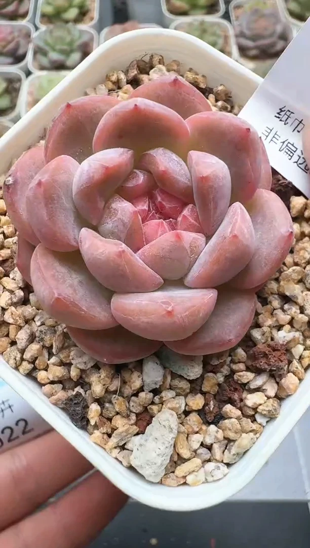 920C云禹多肉植物 带盆土纸巾打包 3颗包邮