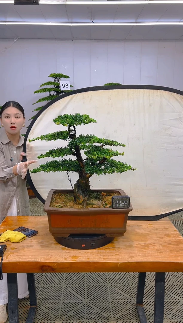 无花朵一物一拍一物一拍