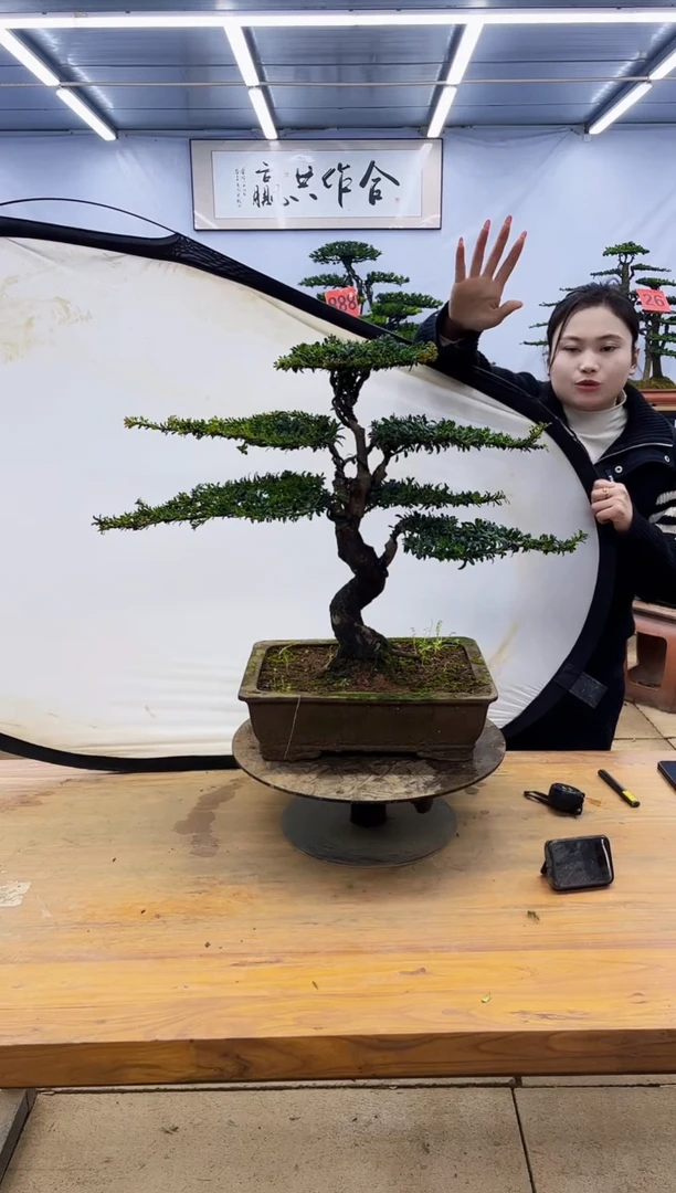 【闪购商品】高端盆景一物一拍，所见即所得