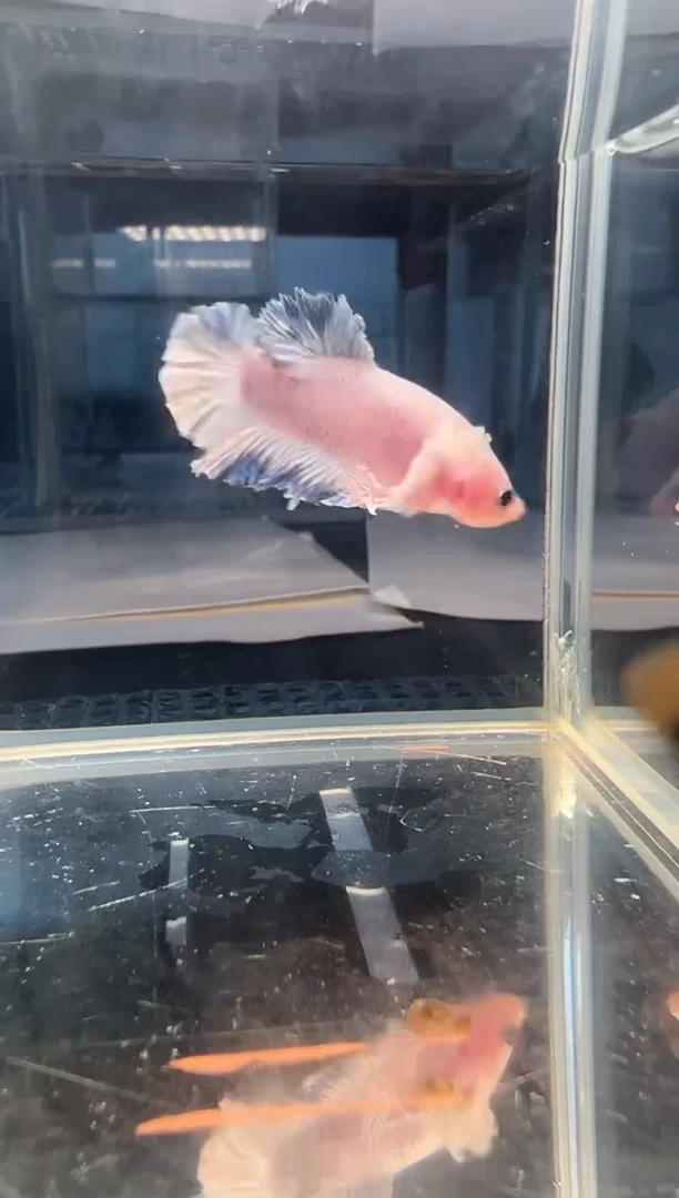 斗鱼斗鱼绣球大耳朵斗鱼