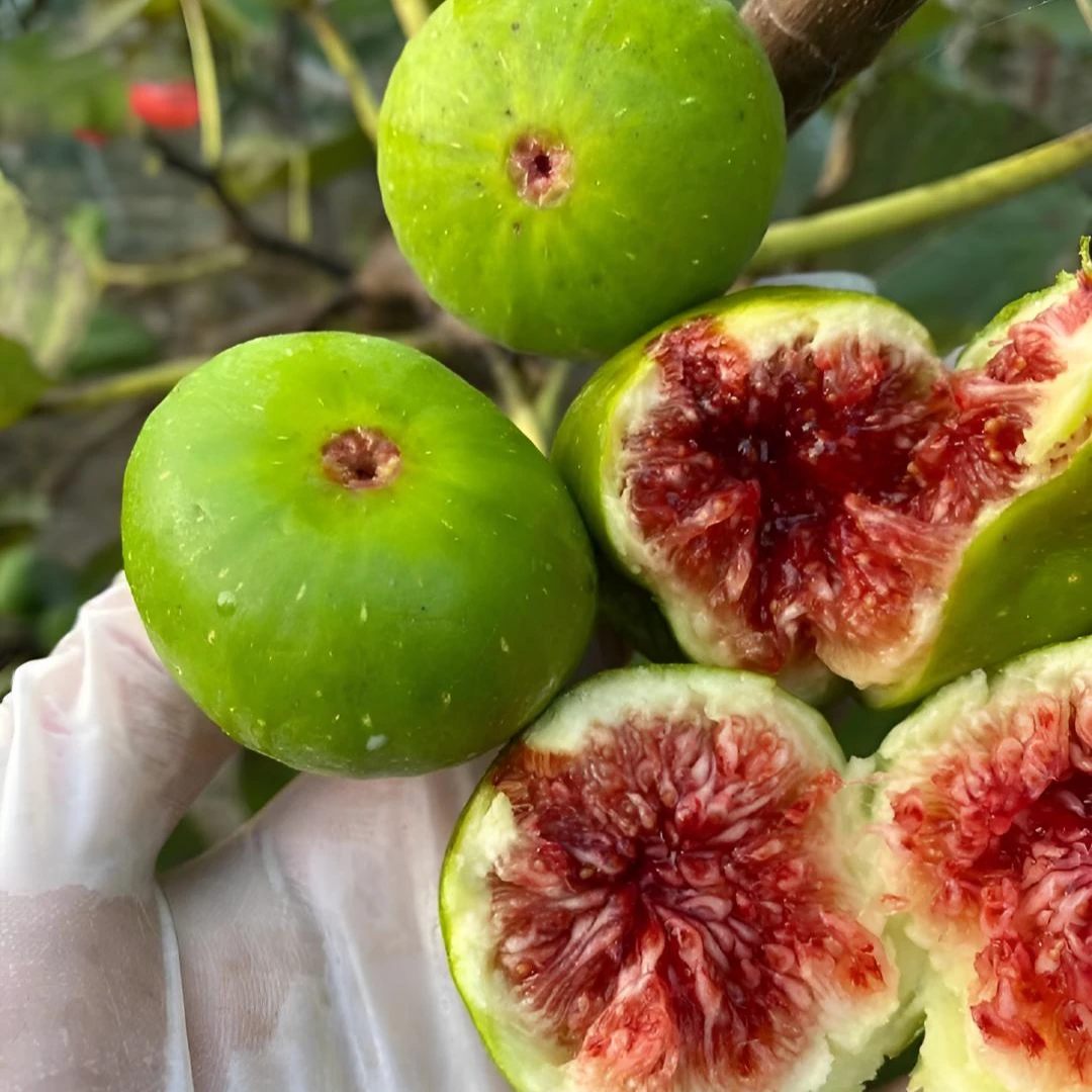 无花果树苗盆栽水果苗四季特大无花果南北方阳台种植地栽带土