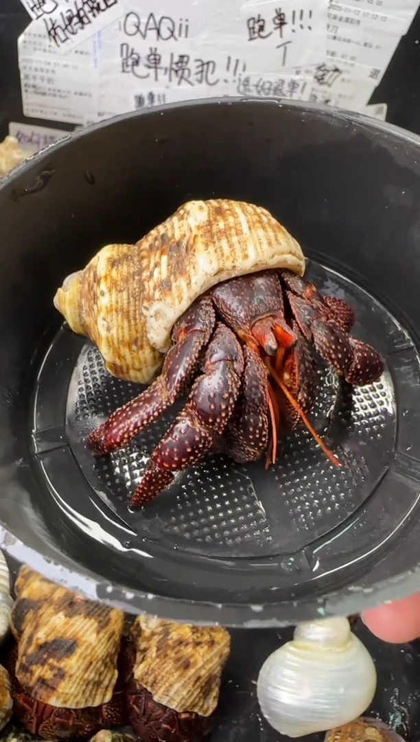 3口黑莓一只，不包全品