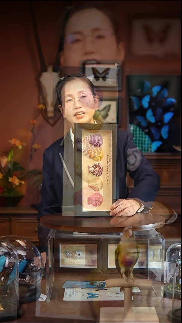 五彩贝壳组合     常规