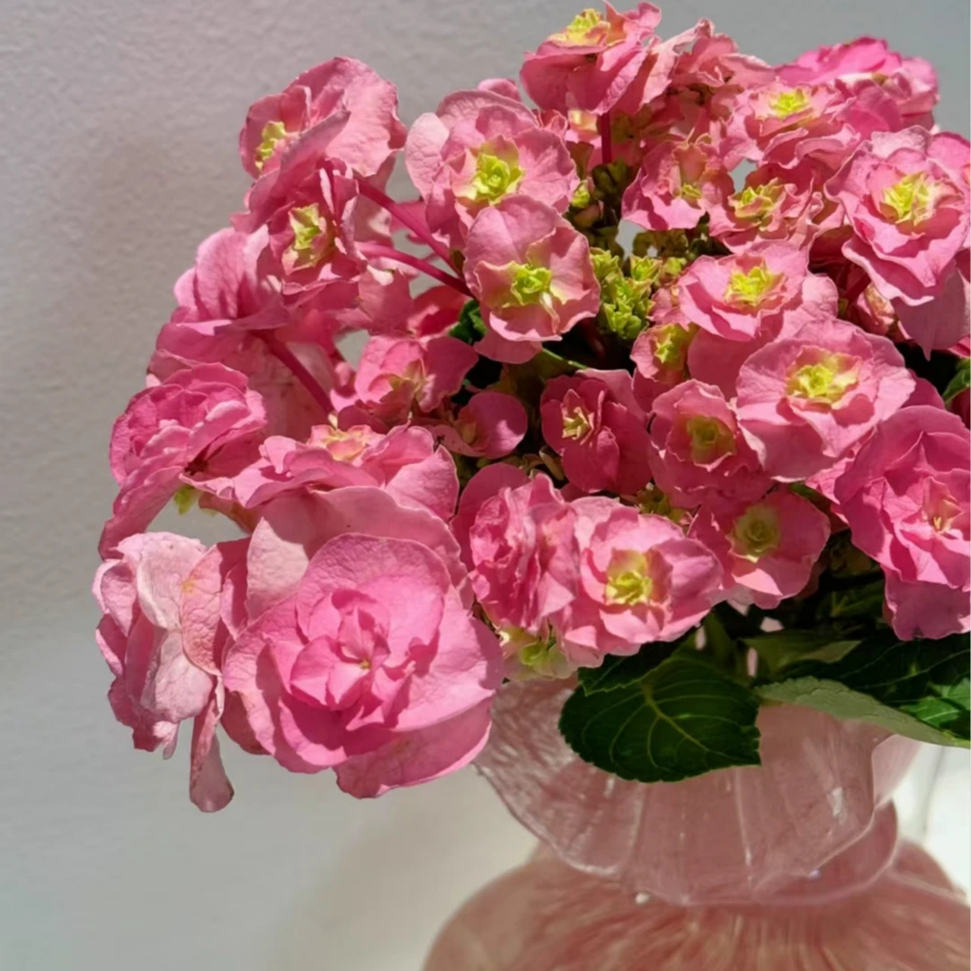 超惊喜价绣球花花