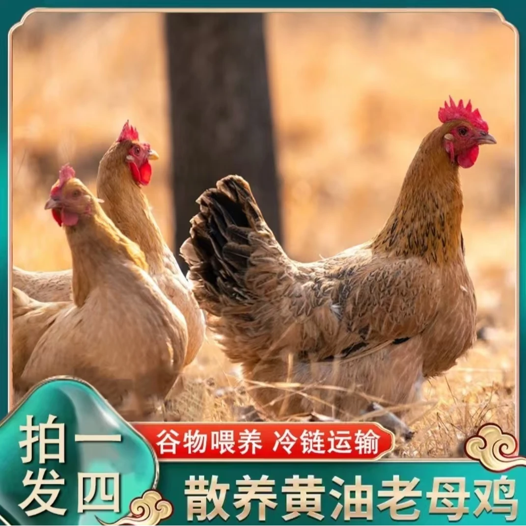 【辰辰1】买3送1 共4只3年黄油老母鸡 净重10-11斤 带内脏 支持试吃
