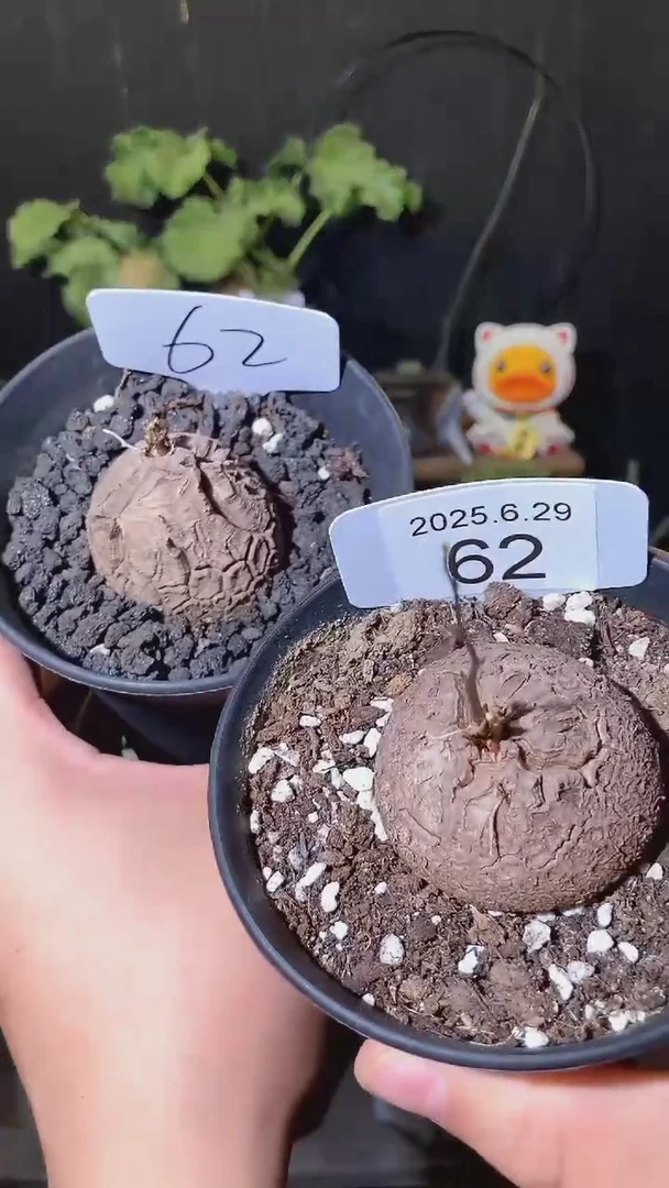 62号629福利南非龟甲龙买1送1个