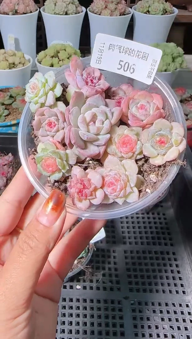 1119-506切糕麦秆群生不包整