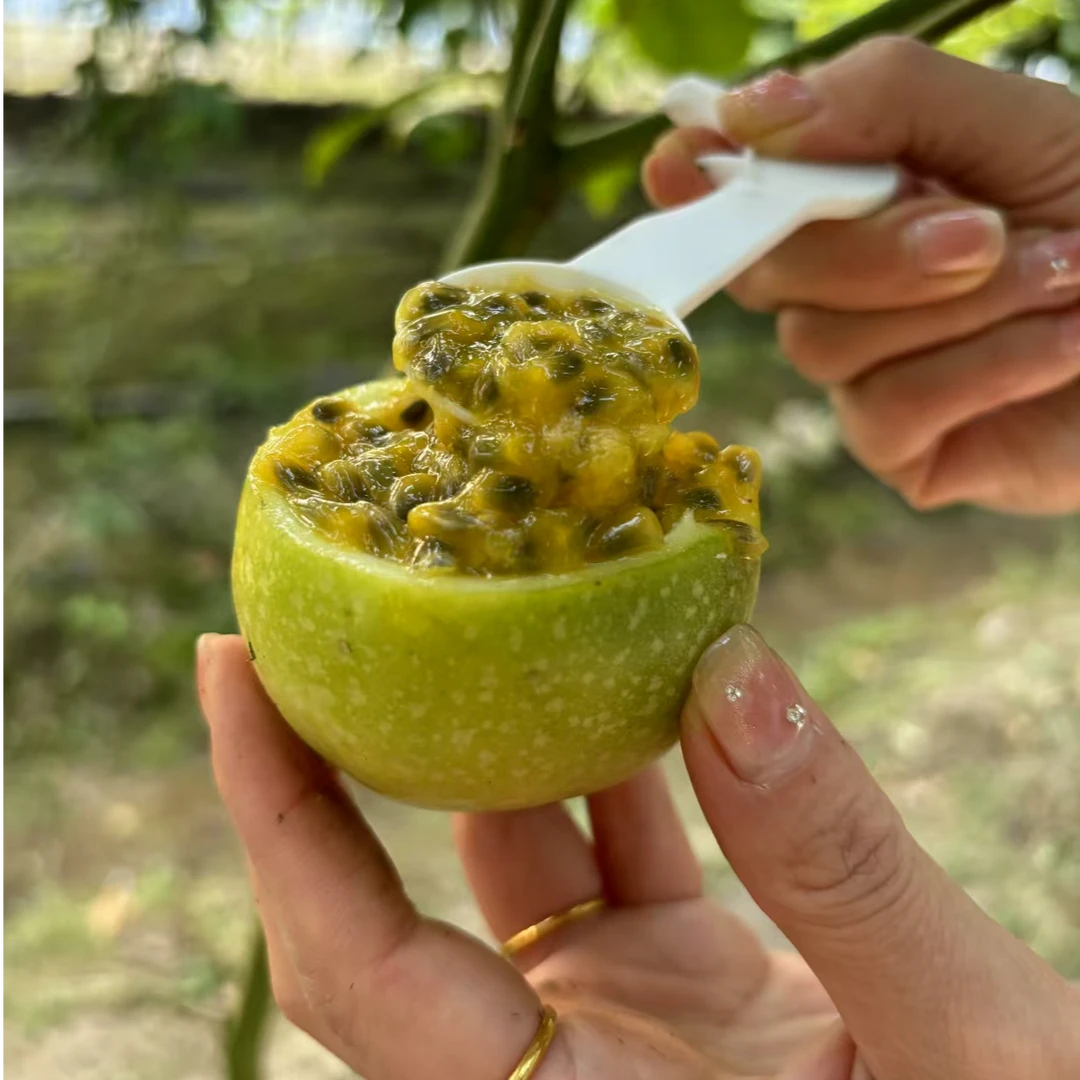 【百香果】钦蜜9号黄金百香果 新鲜采摘香甜多汁 温岭东海塘特产