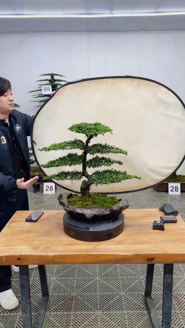 无花朵造型盆景一物一拍