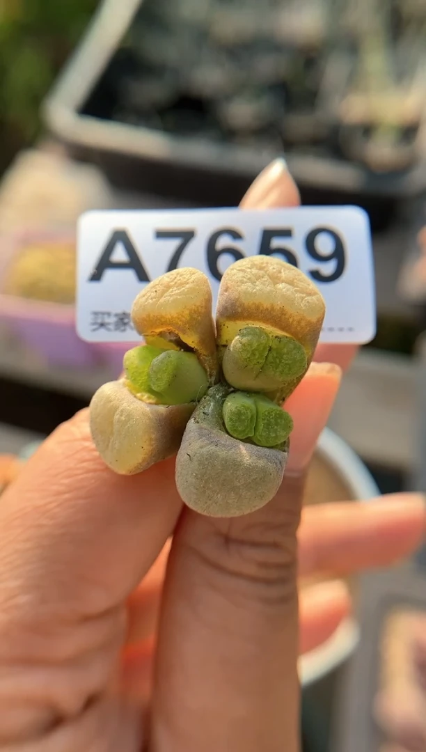 【闪购商品】7659直播一物一拍